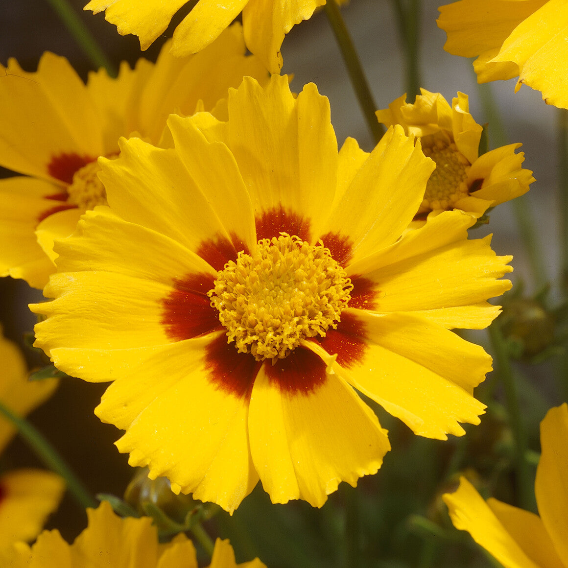 Coreopsis lanceolata Sterntaler - Meisjesogen Sterntaler - Meisjesogen