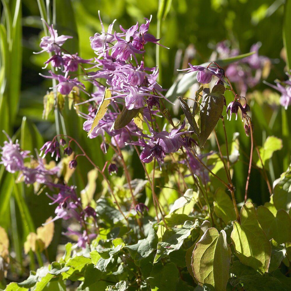 Epimedium grandiflorum Lilafee - Elfenbloem - Epimedium