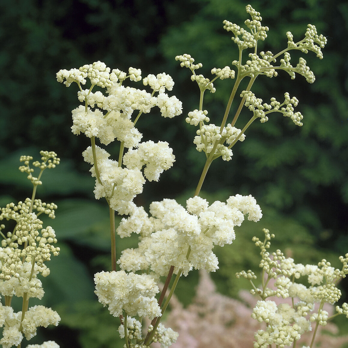 Vaste planten - Knolspirea Plena - Filipendula ulmaria Plena