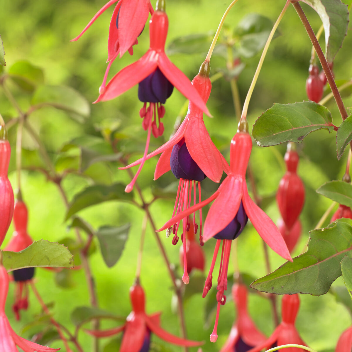 Fuchsia Mrs Popple - Bellenplant Mrs Popple - Fuchsia