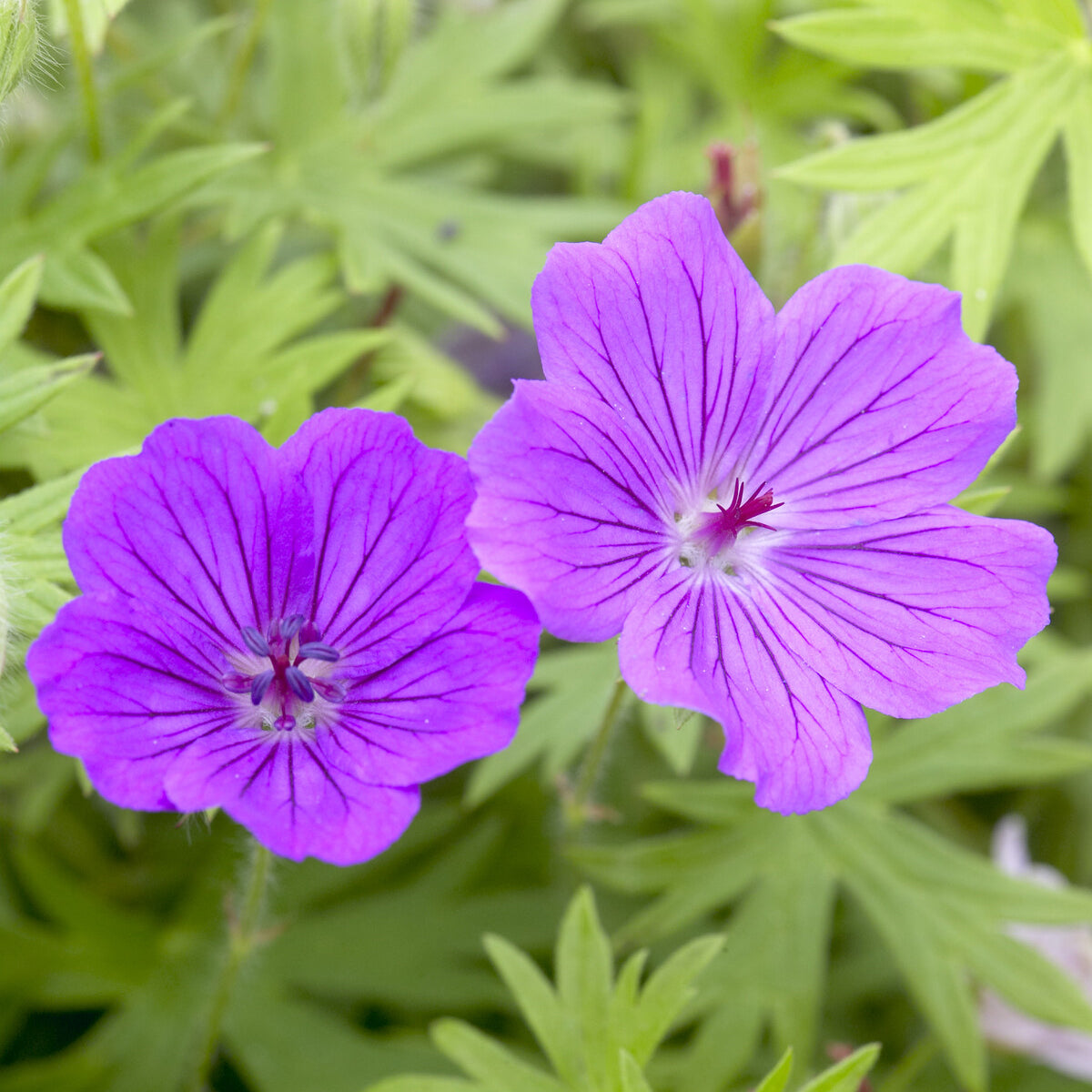 Geranium Tiny Monster - Ooievaarsbek Tiny Monster - Geraniums