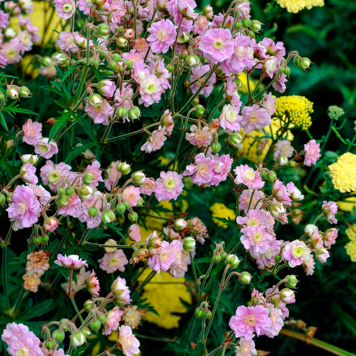 Beemdooievaarsbek Summer Skies - Geranium pratense Summer Skies - Willemse