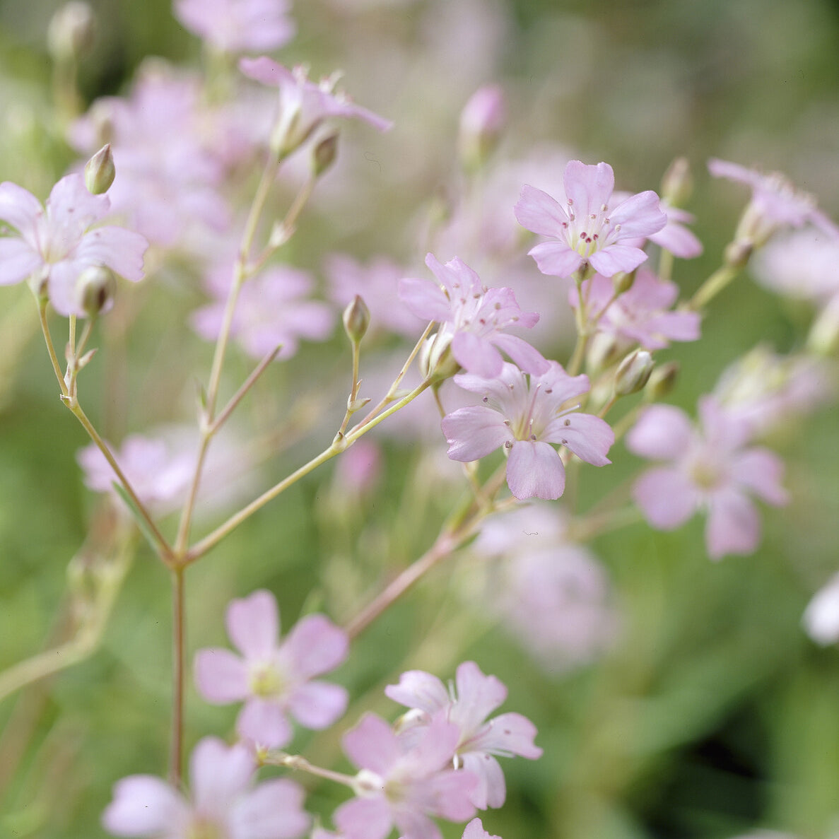 Gypsophila repens Rosea - Gipskruid Rosea - Gipskruid