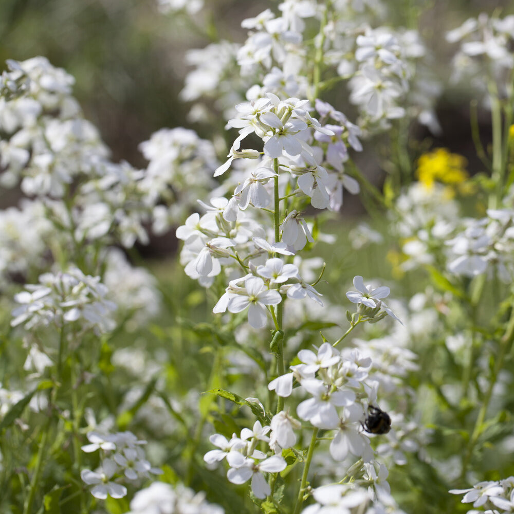 Hesperis matronalis Alba - Witte Damastbloem - Bloeiende vaste planten