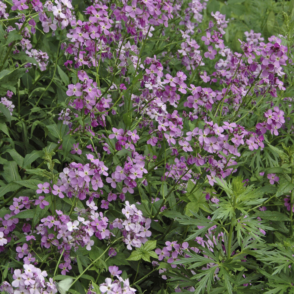 Verkoop Damastbloem - Hesperis matronalis