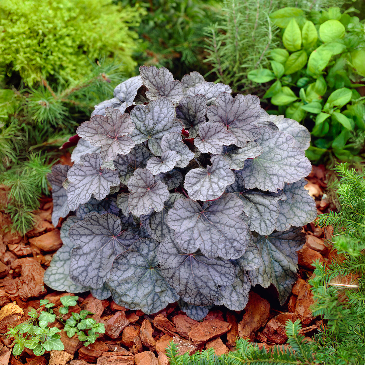 Purperklokje 'Cascade Dawn' - Willemse