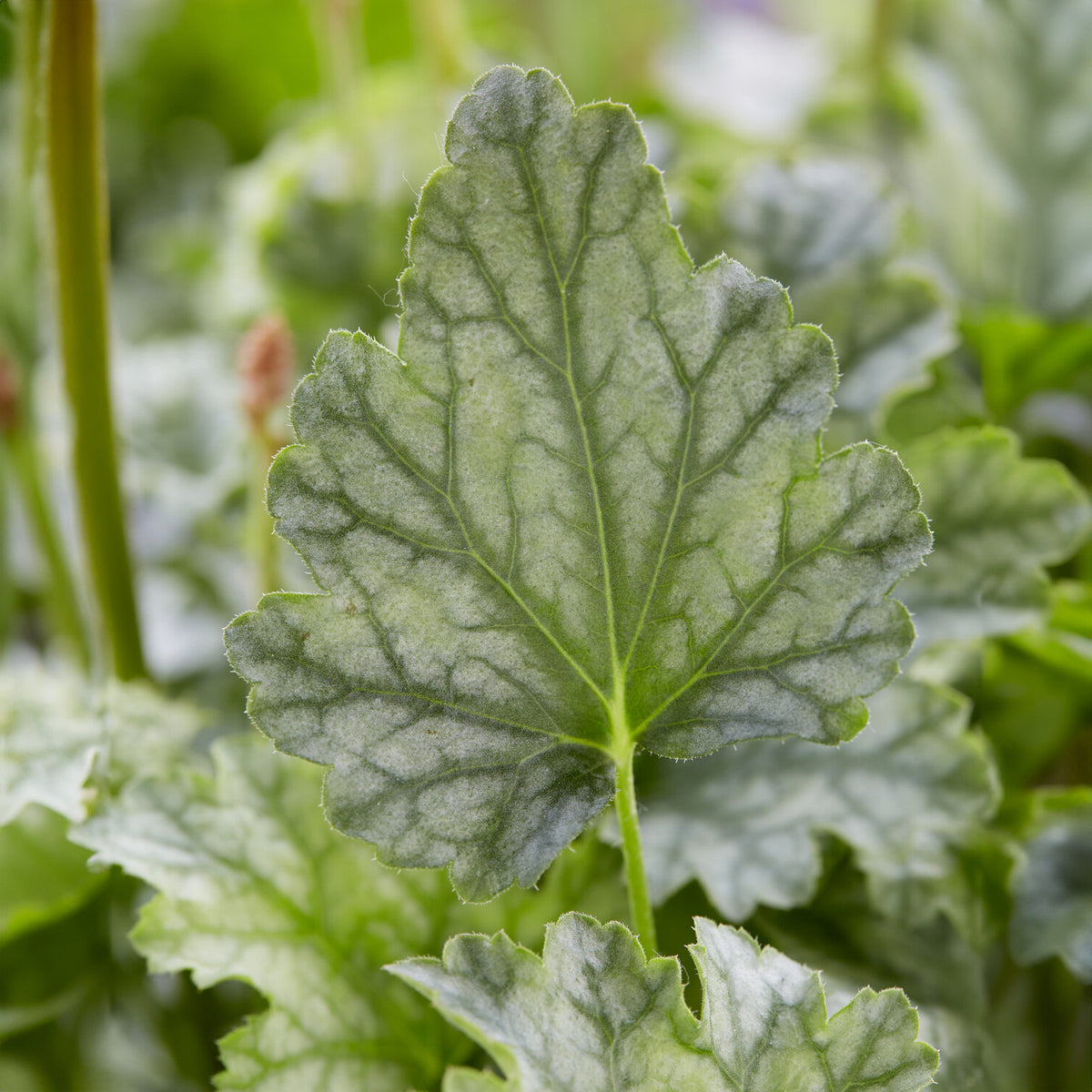 Heuchera - Purperklokje - Purperklokje Paris - Heuchera Paris