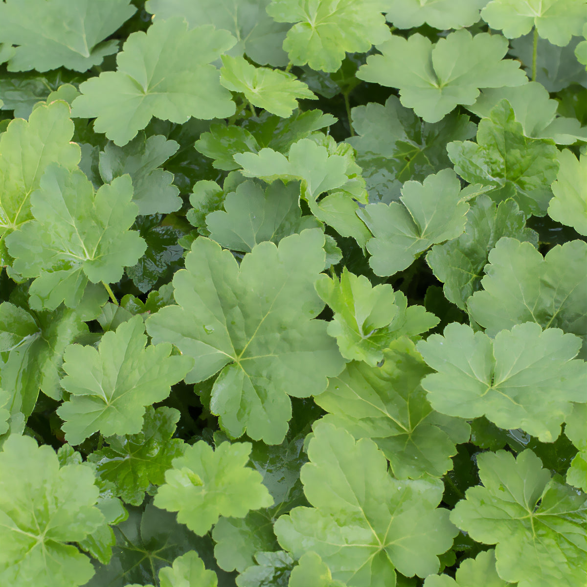 Purperklokje Chantilly - Willemse