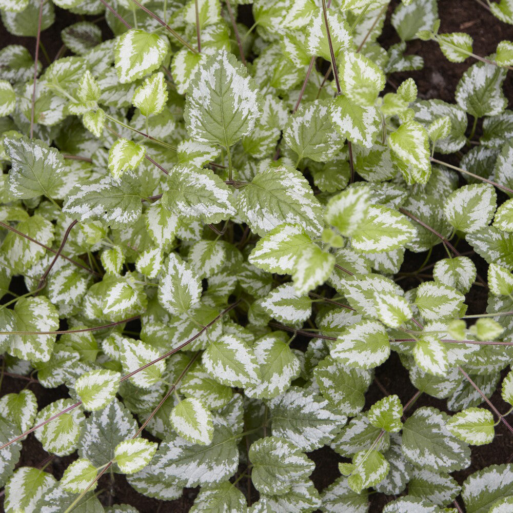 Vaste planten - Gele dovenetel Florentinum - Lamiastrum galeobdolon Florentinum