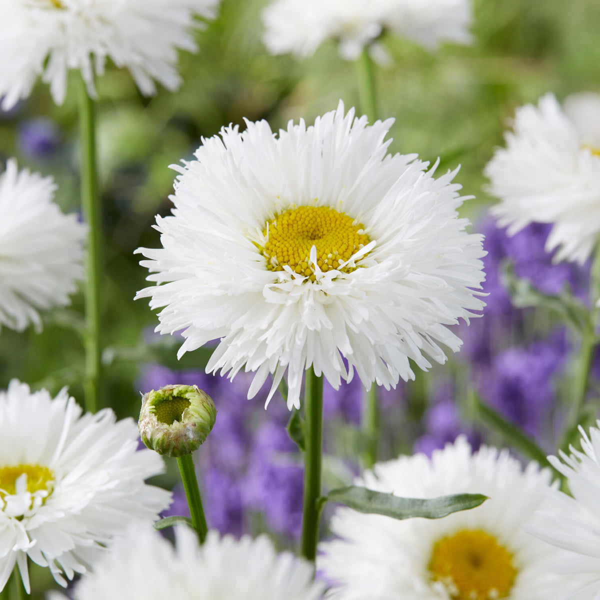 Margriet Laspider - Leucanthemum superbum laspider - Willemse