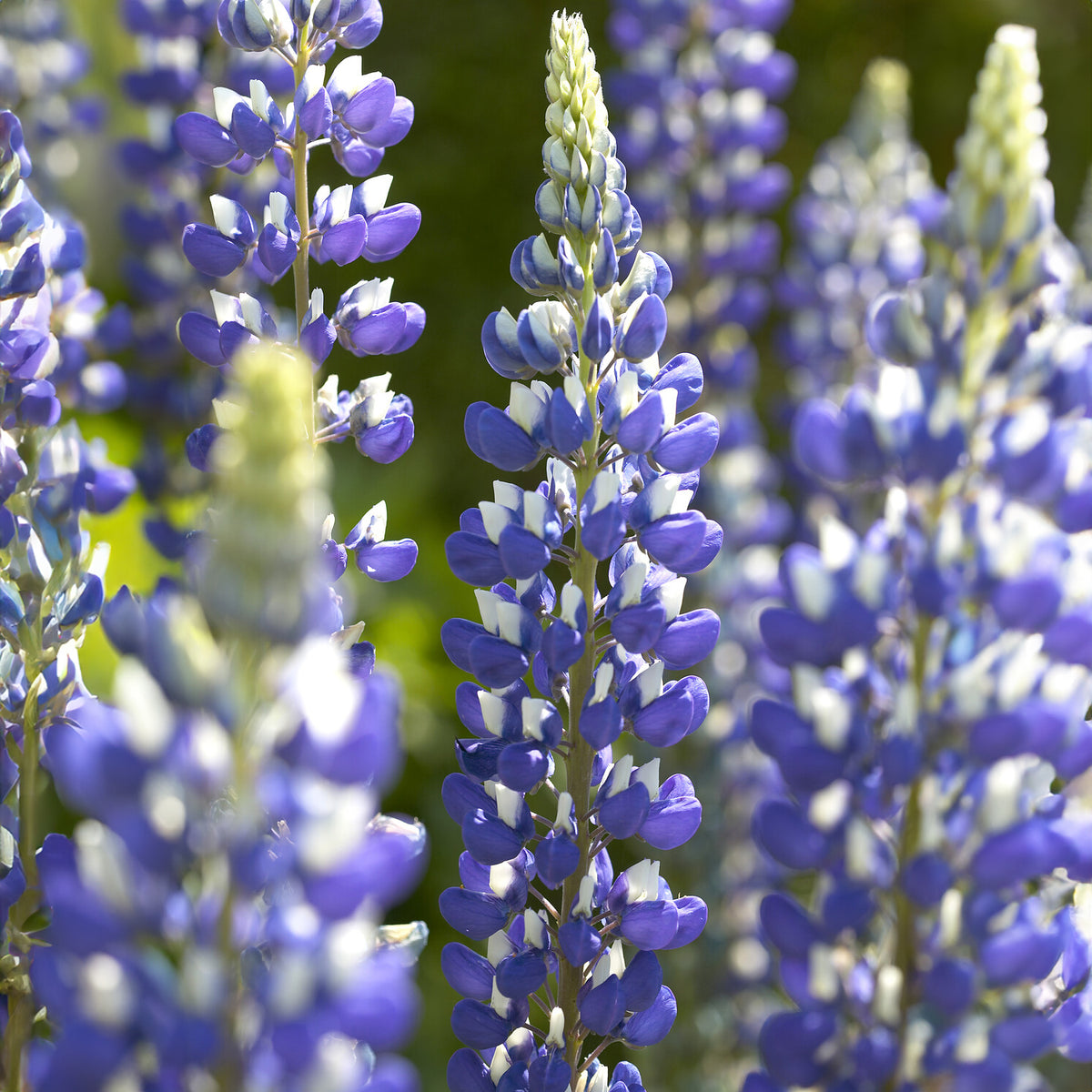 Lupine Le Gouverneur - Willemse