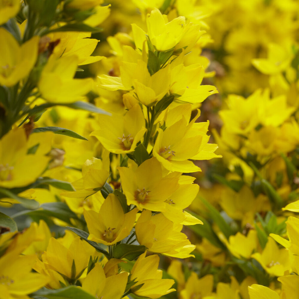 Lysimachia punctata - Wederik - Vaste planten