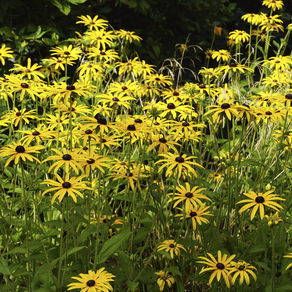 Rudbeckia - Zonnehoed deamii - Rudbeckia fulgida deamii