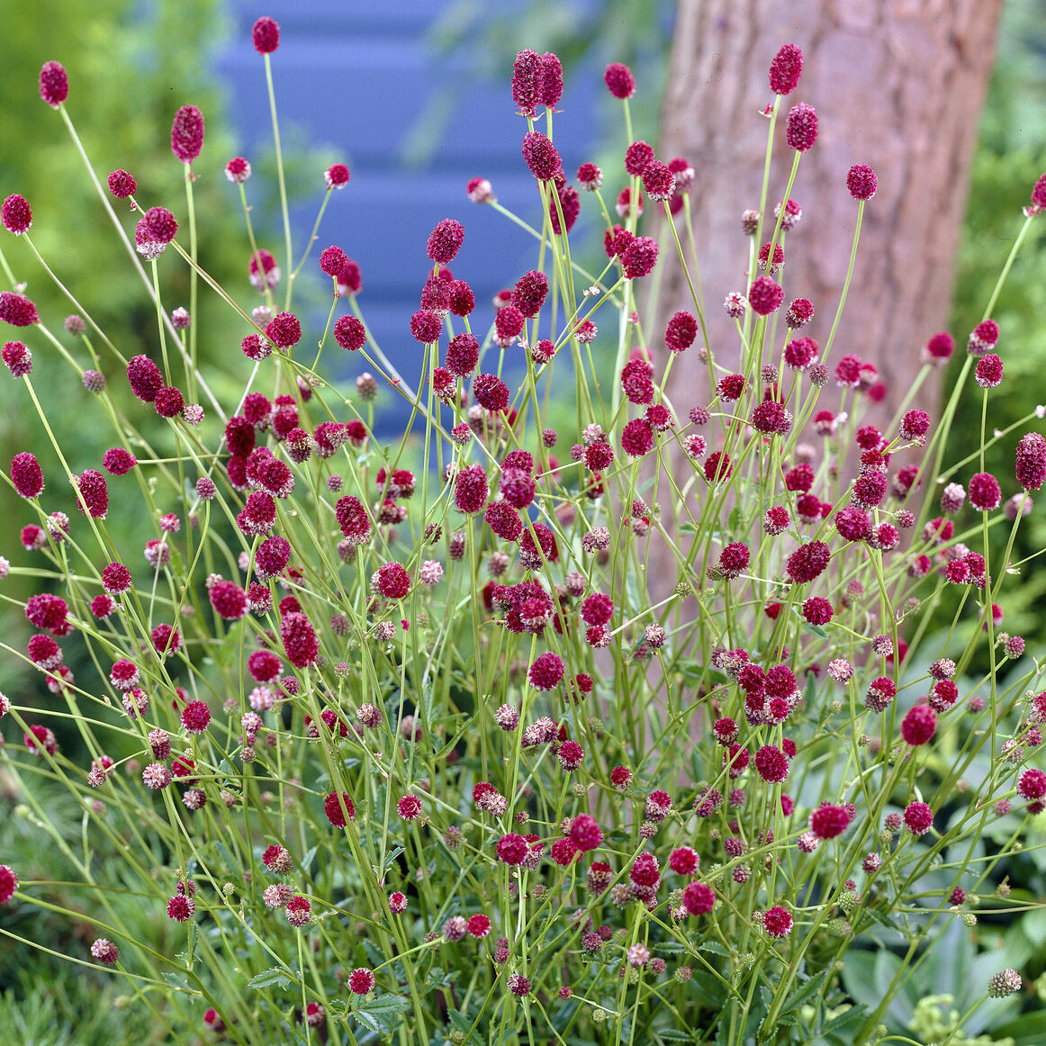 Pimpernel Tanna - Sanguisorba officinalis Tanna - Willemse