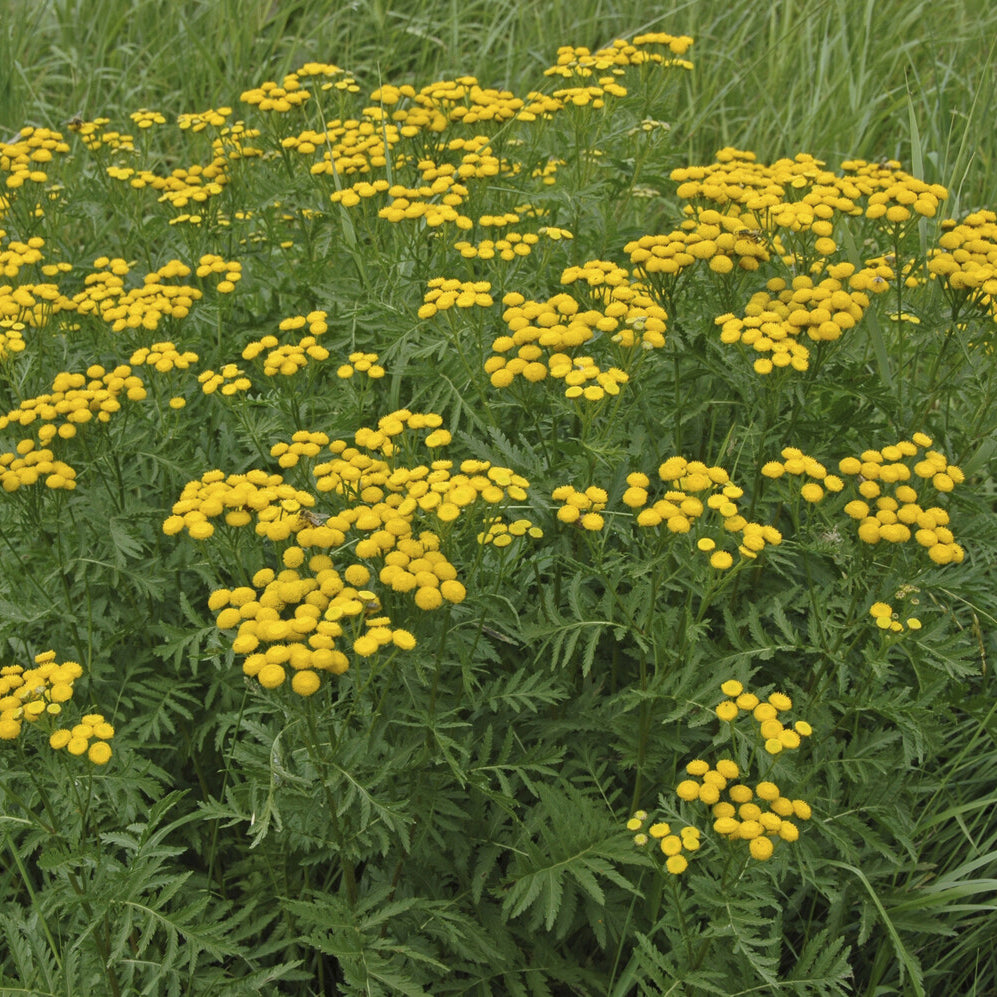 Vaste planten - Boerenwormkruid - Tanacetum vulgare