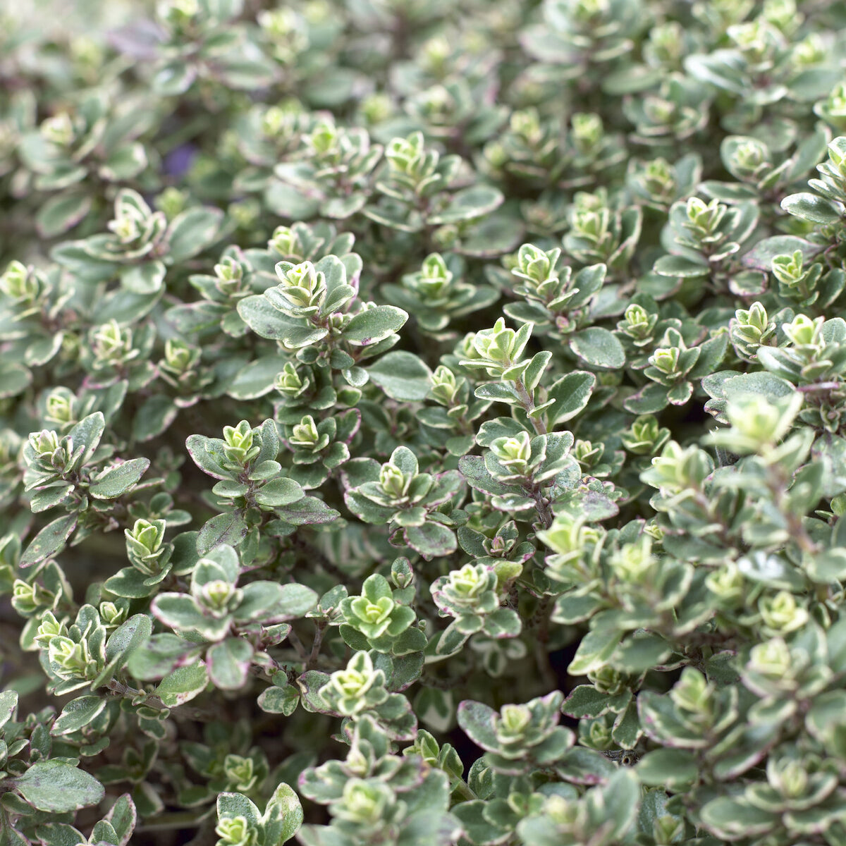 Thijm Silver Queen - Willemse