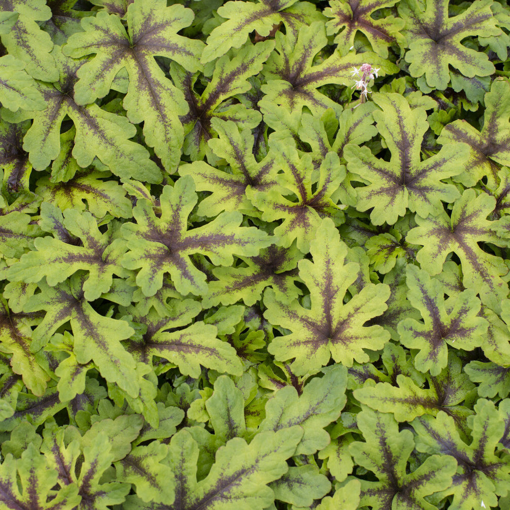 Perzische muts Iron Butterfly - Willemse