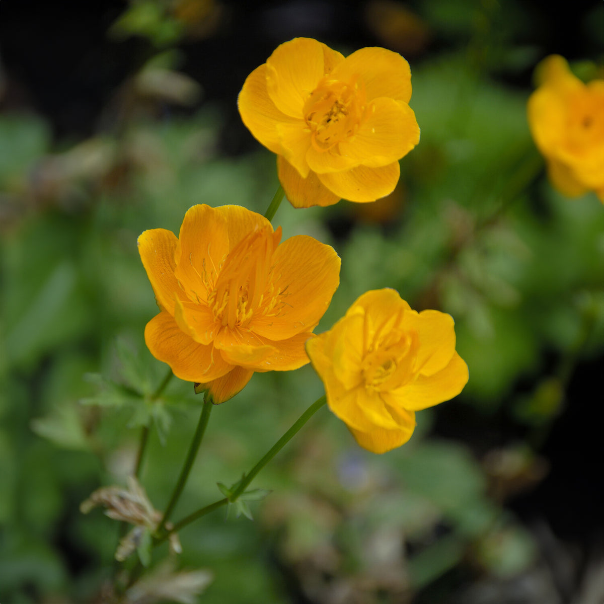 Kogelboterbloem Golden Queen - Willemse