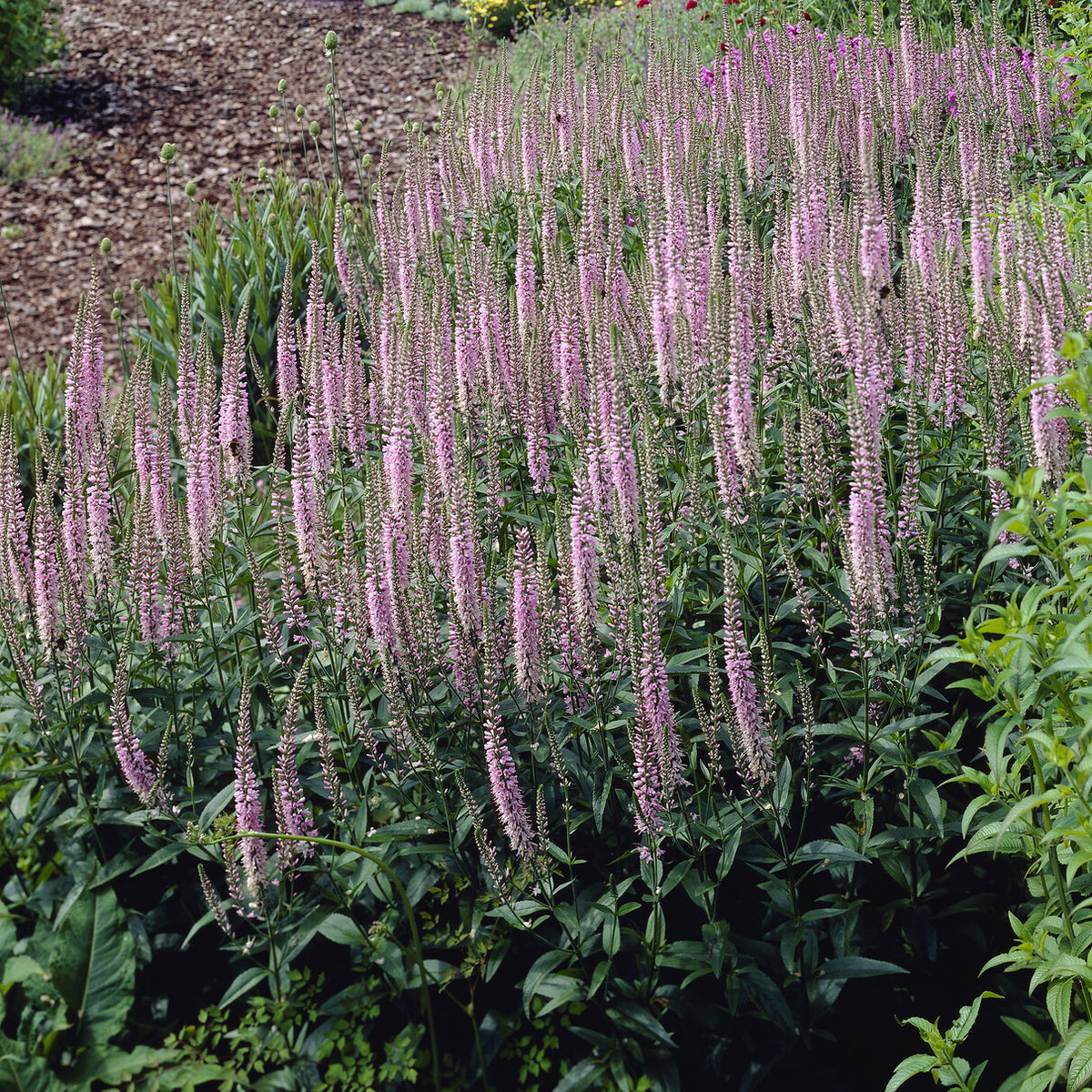 Ereprijs Pink Damask - Willemse