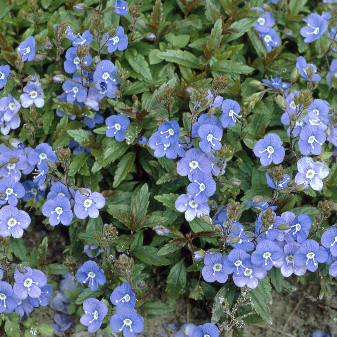 Veronica umbrosa Georgia Blue - Ereprijs Georgia Blue - Veronica