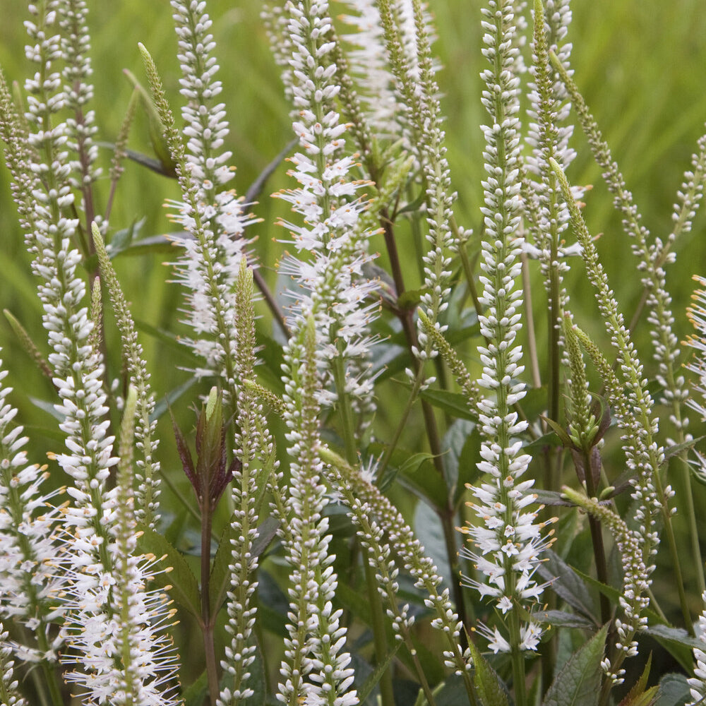 Scrophulariaceae blanche - Willemse