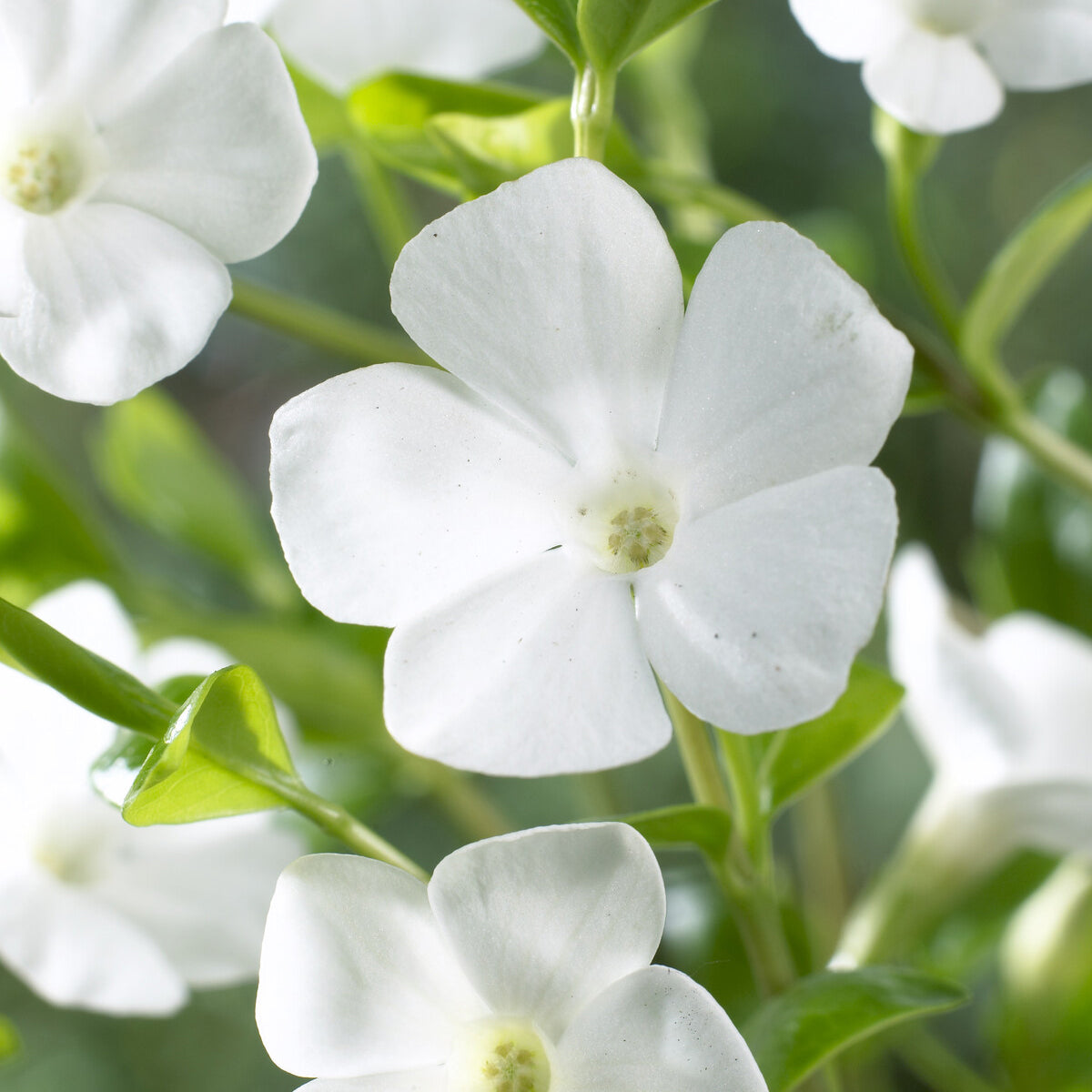 Vinca - Maagdenpalm Gertrude Jekyll - Vinca minor Gertrude Jekyll
