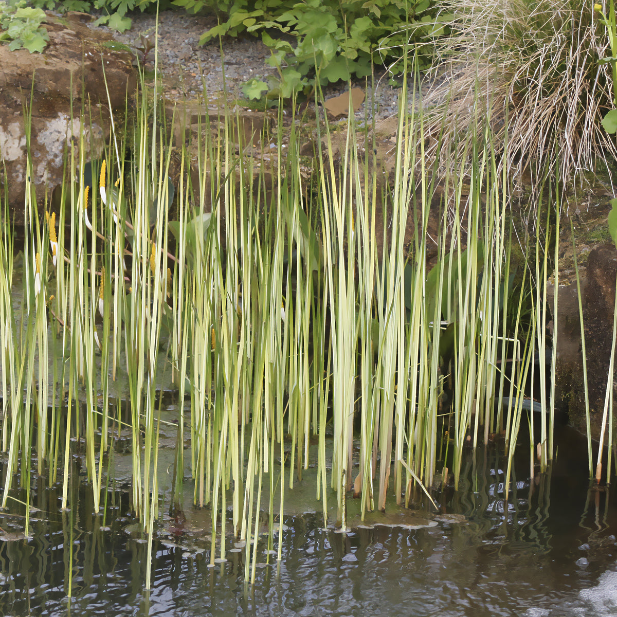 Gestreepte mattenbies Albescens - Schoenoplectus lacustris albescens - Willemse