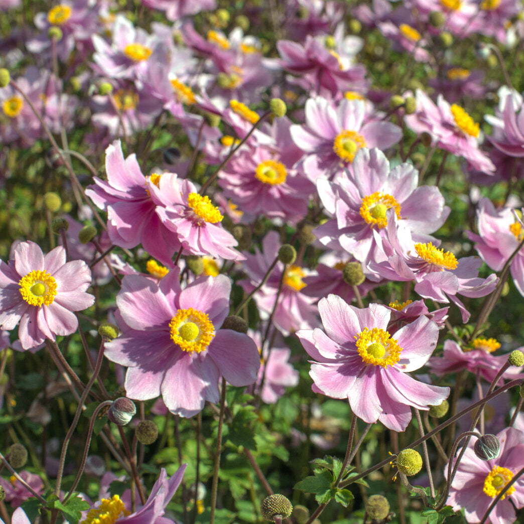 Herfstanemoon 'Serenade' - Willemse