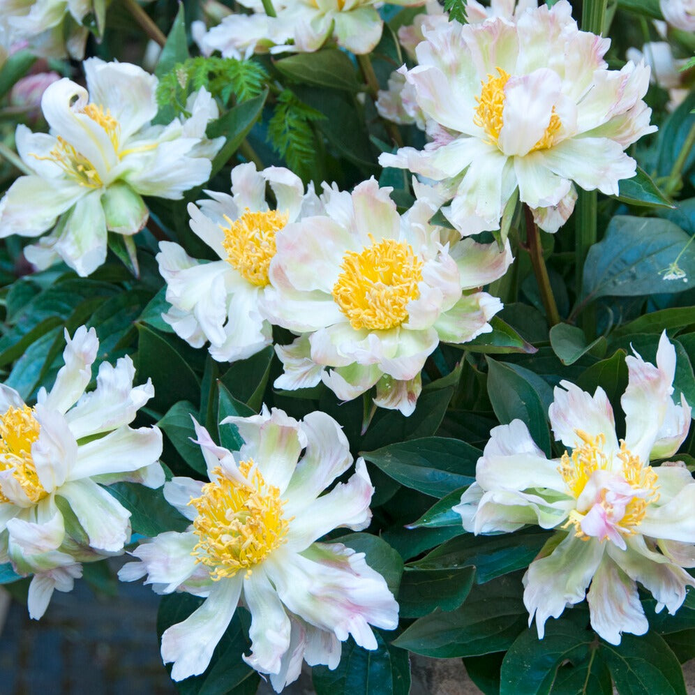 Pioenroos Green Lotus - Willemse