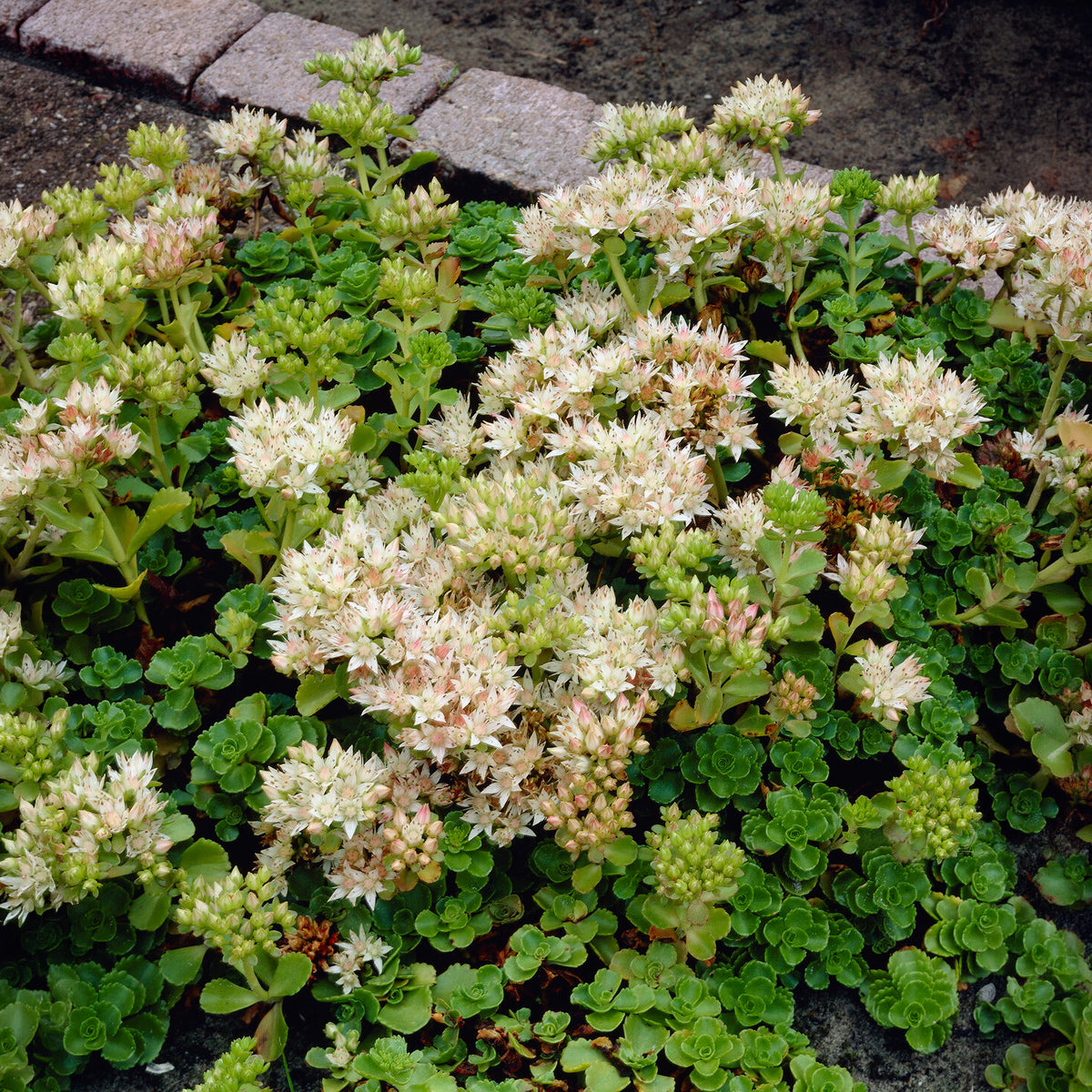 Vetkruid spurium Album Superbum - Willemse
