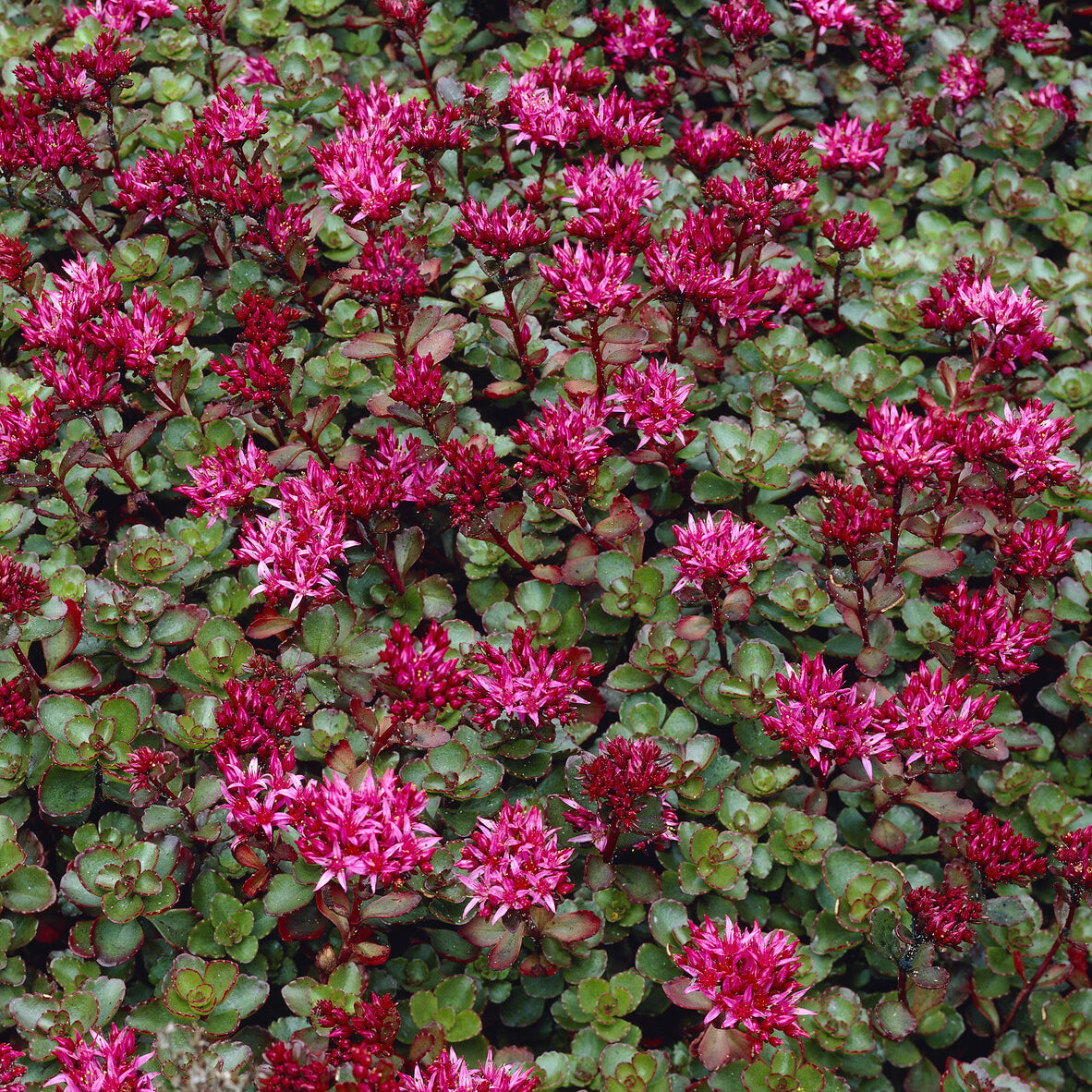 Verkoop Roze vetkruid 'Fuldaglut' - Sedum spurium Fuldaglut