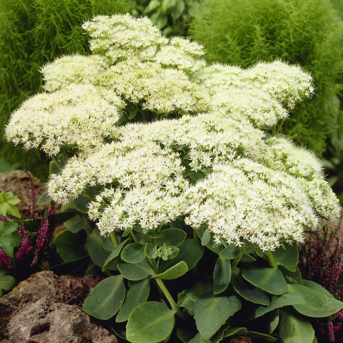 Vetkruid 'Stardust' - Willemse