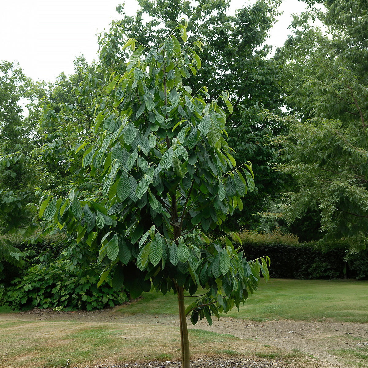 Exotische fruit - - Asimina Triloba Prima