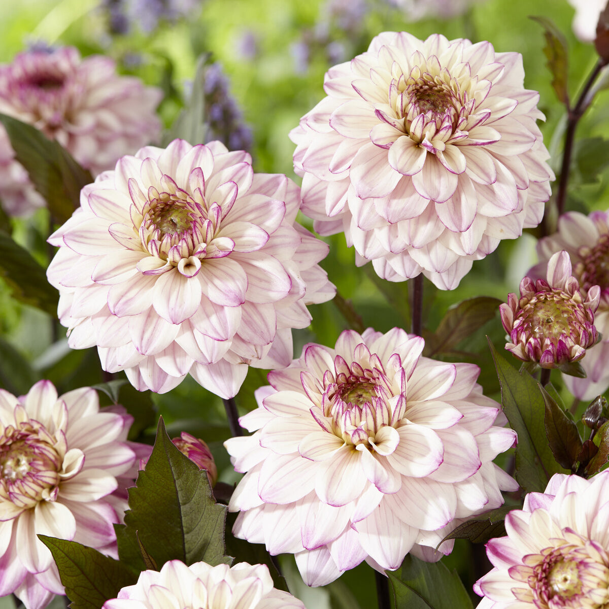 Decoratieve Dahlia's 'Flashback' - Willemse