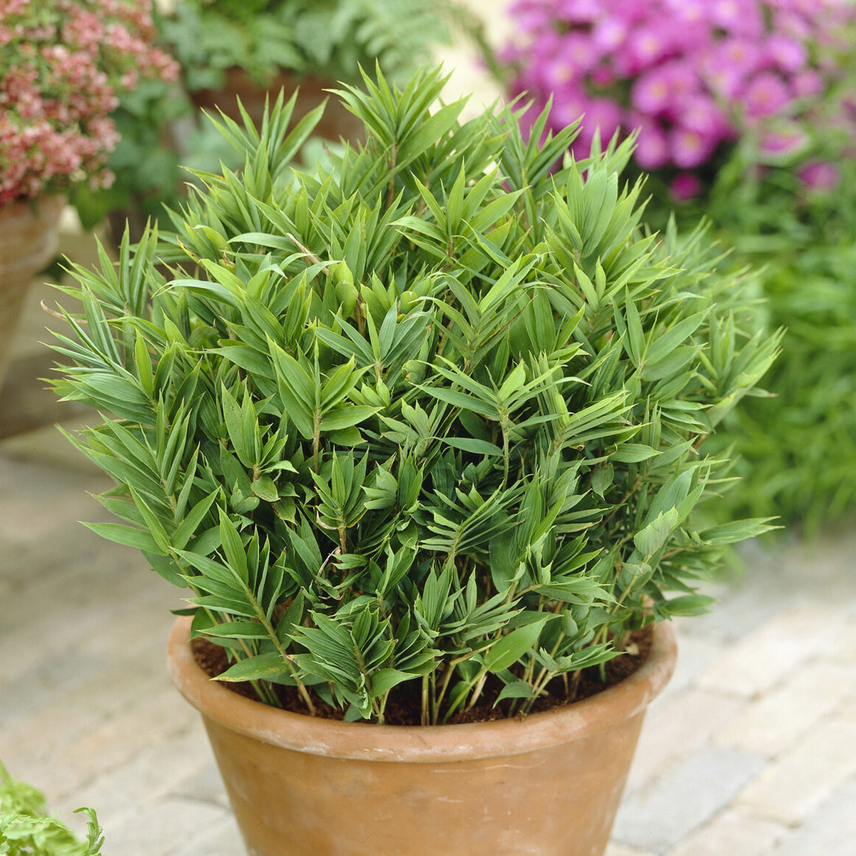 Dwergbamboe (Pleioblastus pumilus) - Willemse