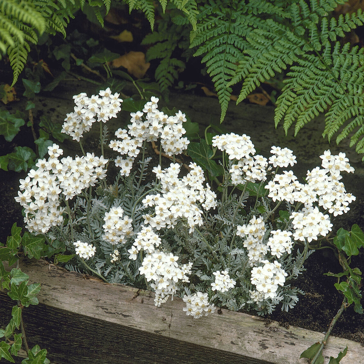 Duizendblad - Achillea umbellata - Willemse