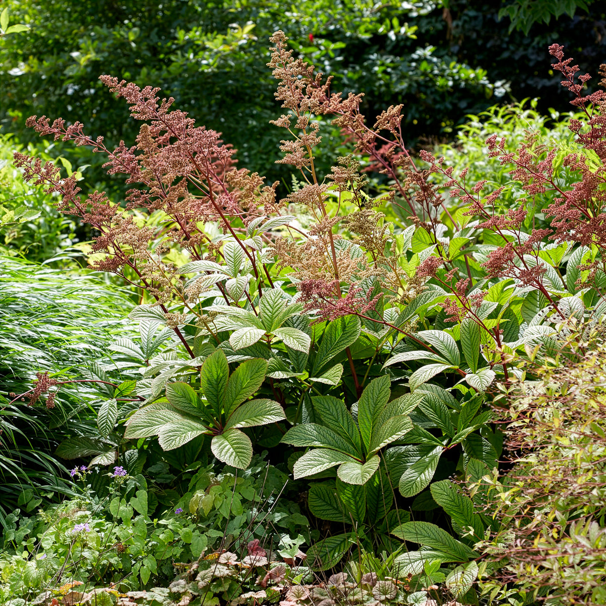 Kastanjebladige astilbe henrici - Willemse