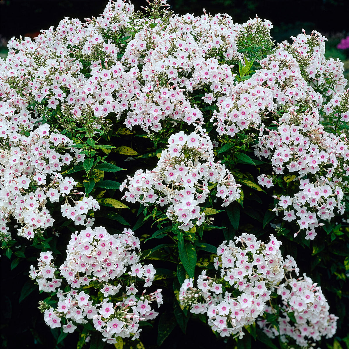 Vlambloem 'Miss Holland' - Willemse
