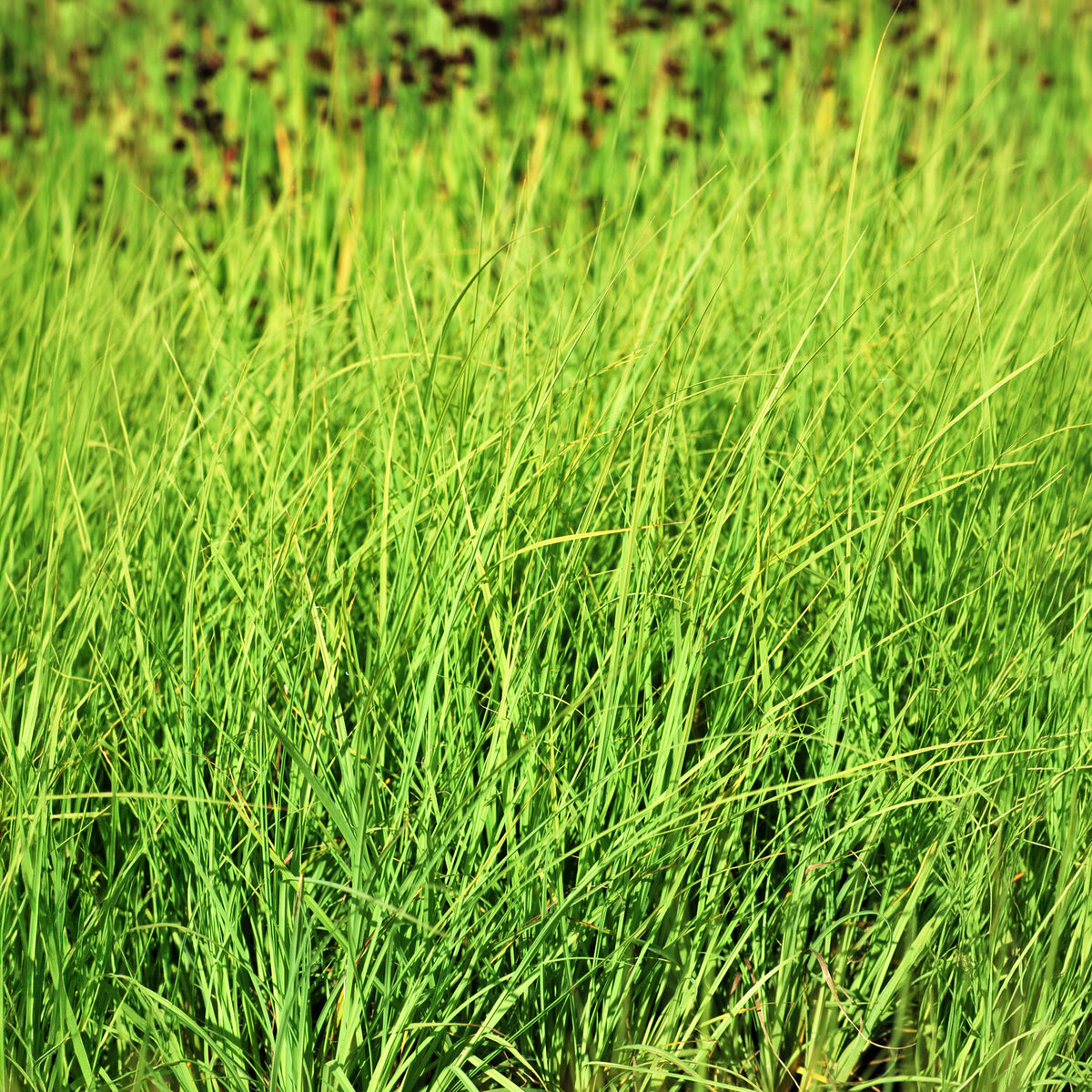 Valse Paniekzegge - Carex - Willemse