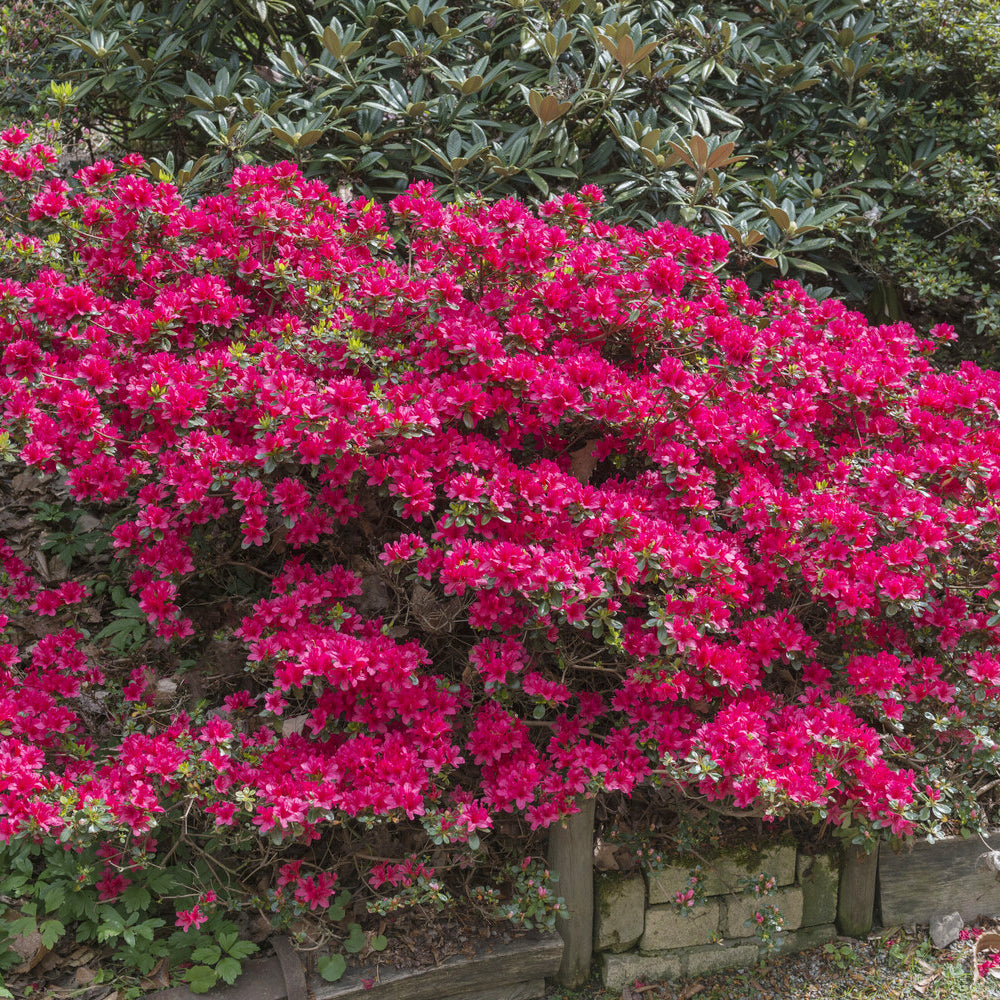 Japanse azalea Hino Crimson - Willemse