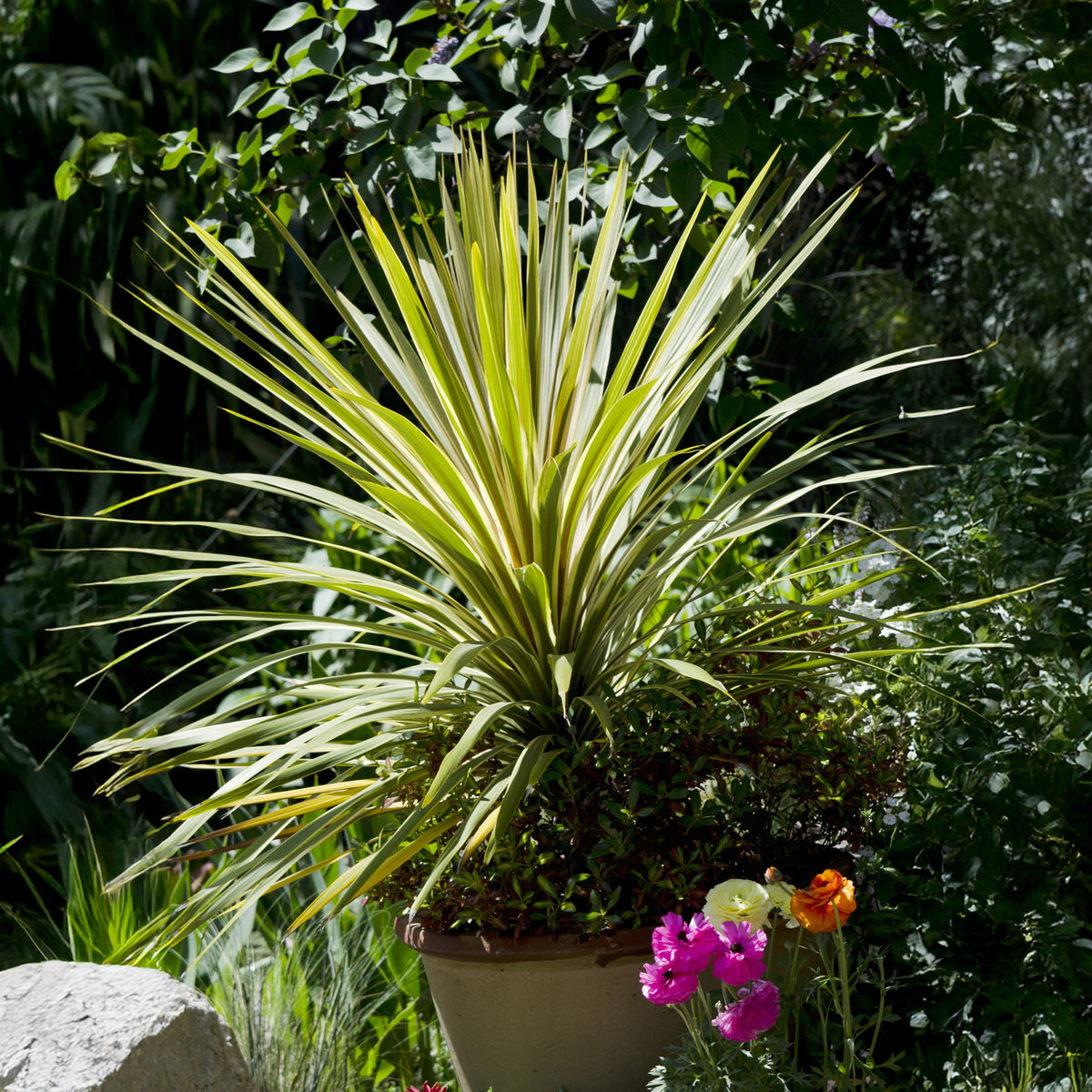Australische cordyline Torbay Dazzler® - Willemse