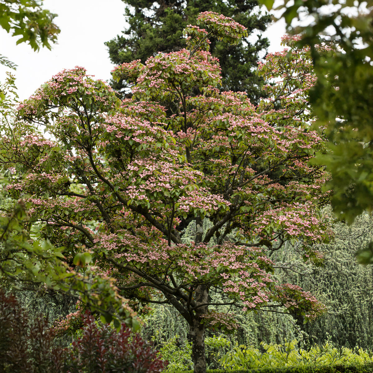 Japanse kornoelje Satomi - Cornus kousa Satomi - Willemse