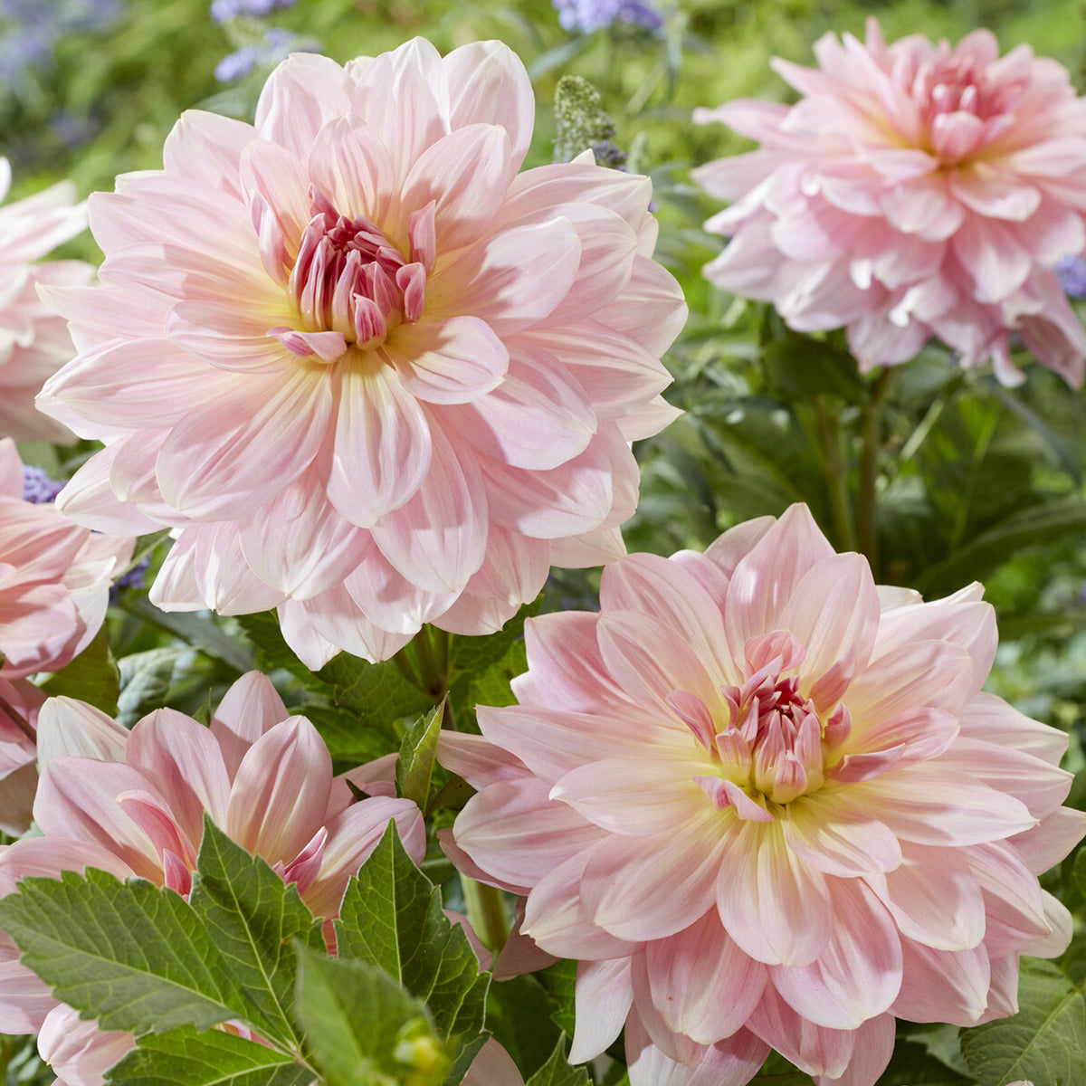 Reuzendahlia Fairway Pilot - Willemse