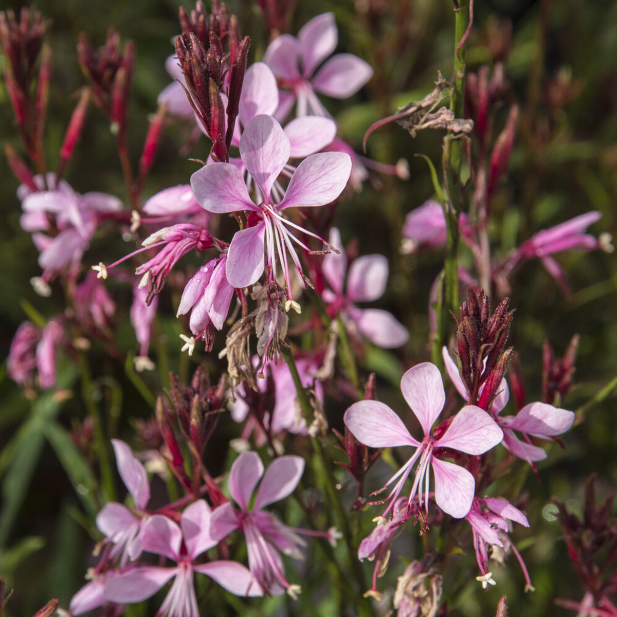 Prachtkaars Baby Butterfly Dark Pink - Gaura lindheimeri Baby Butterfly Dark Pink - Willemse