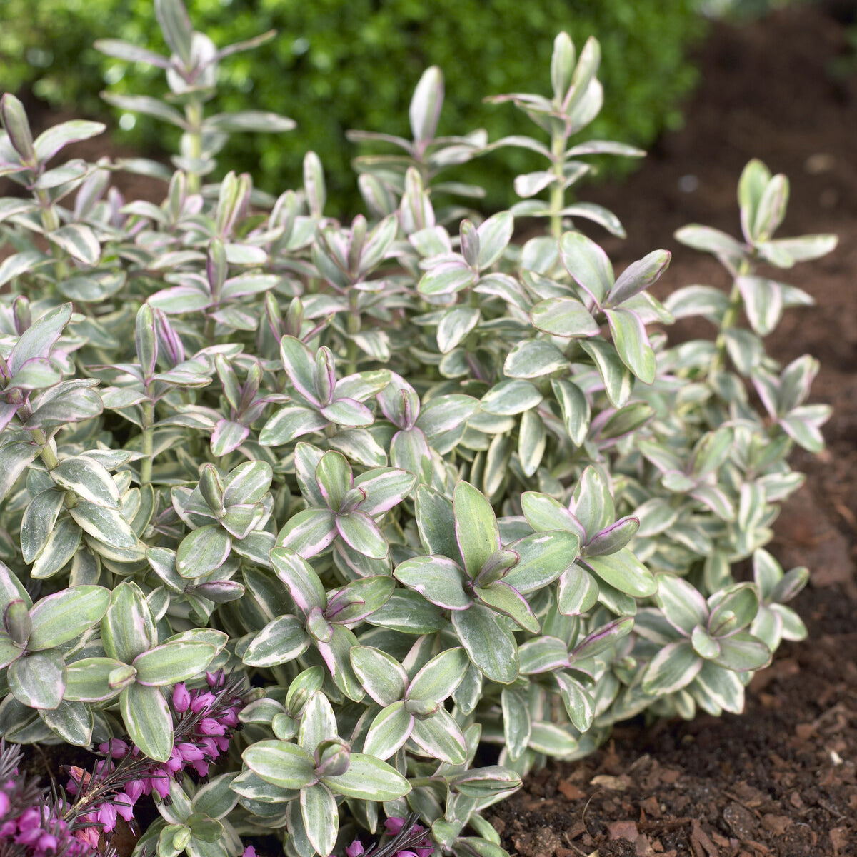 Struikveronicastruik Silver Dollar - Hebe Silver Dollar - Willemse