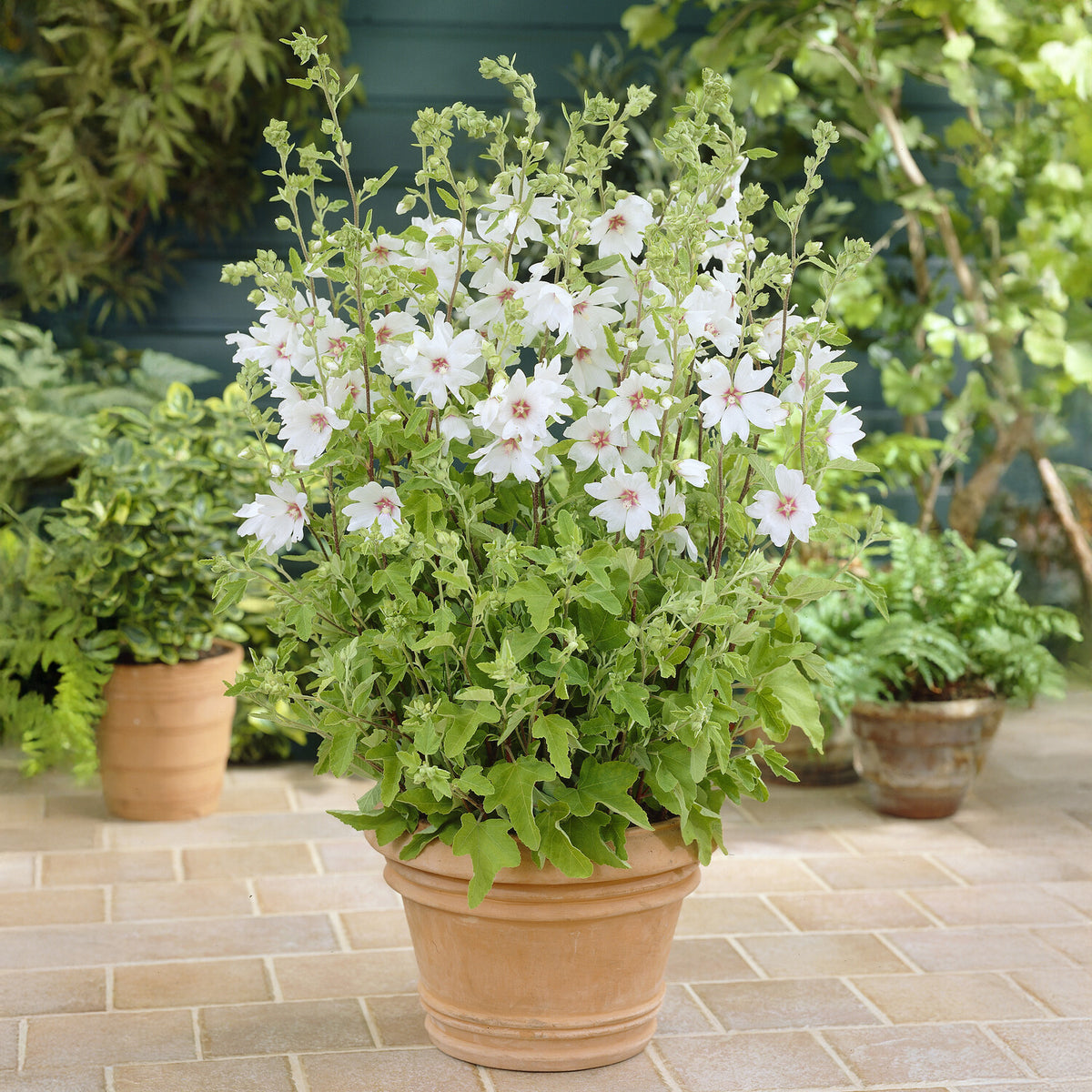 Lavatera Barnsley Baby - Lavatera Barnsley Baby - Lavatera - Struikmalva