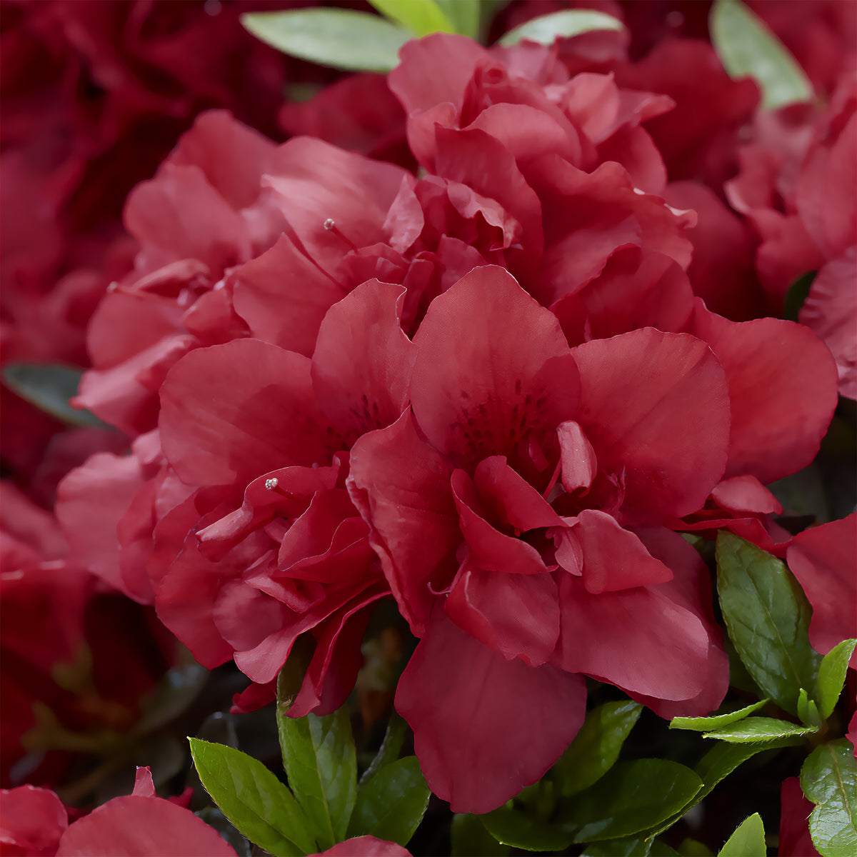 Azalea Encore® Autumn Fire - Willemse