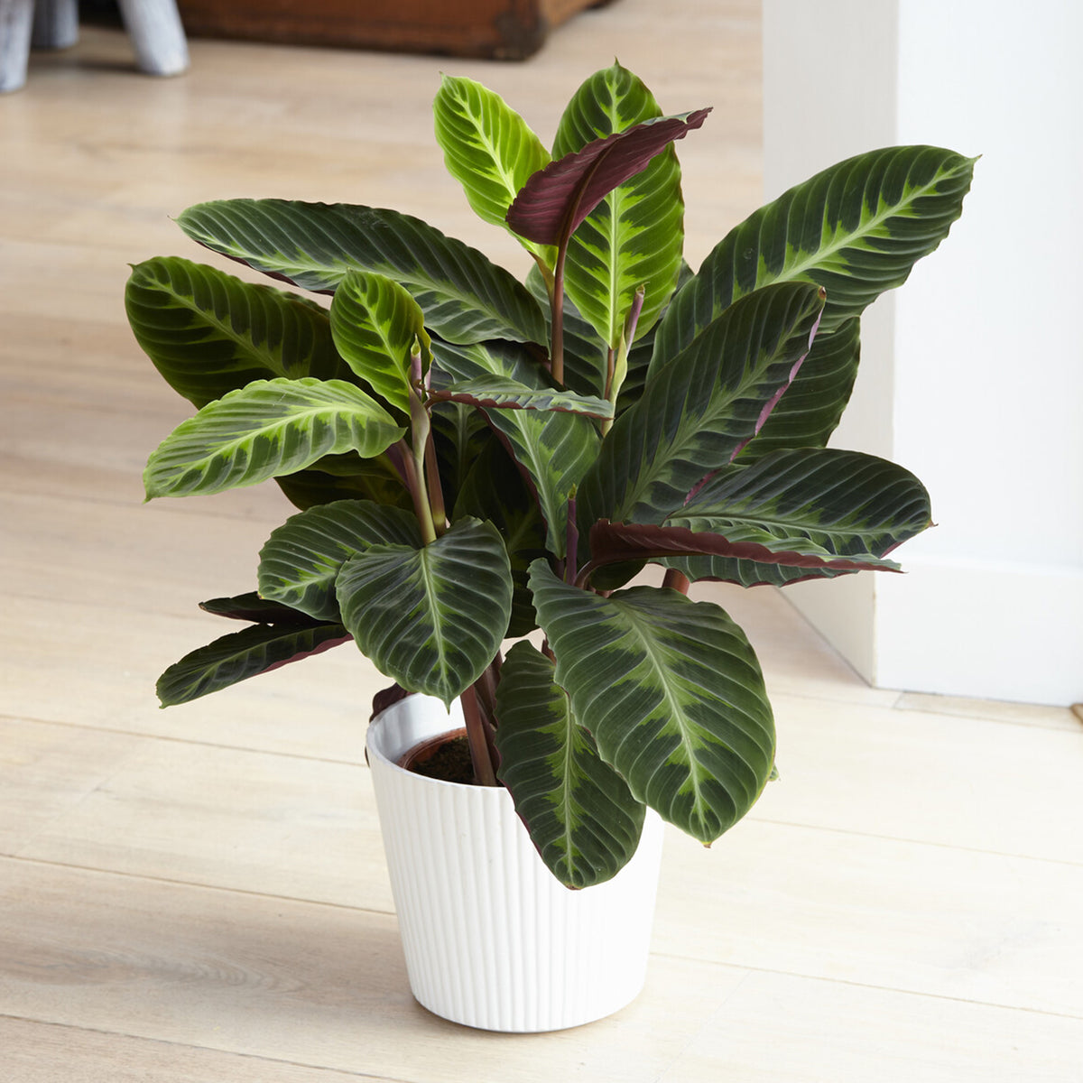 Calathea Warscewiczii / Pauwenplant warscewiczii - Willemse
