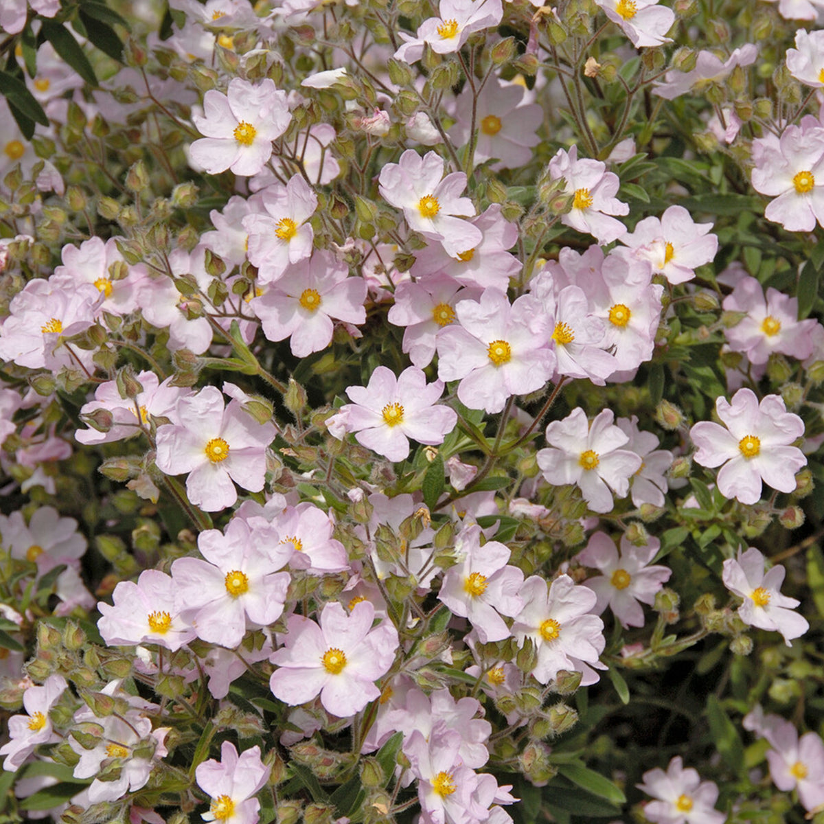 Cistus Silver Pink - Willemse