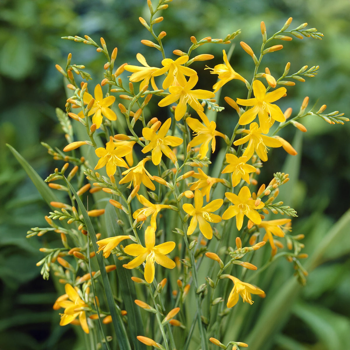 Bollen Crocosmia Montbretia George Davidson (x10) - Willemse
